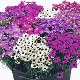 கோல்டன் ஹில்ஸ் பிராக்கிகோம் கலப்பு மலர் விதைகள்