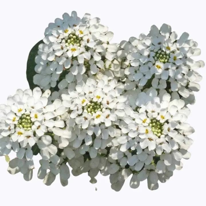 கோல்டன் ஹில்ஸ் கேண்டிடஃப்ட் வெள்ளை (இப்ரிஸ்) மலர் விதைகள்