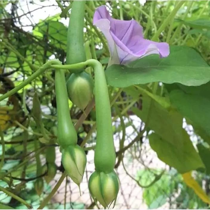 கோல்டன் ஹில்ஸ் பச்சை கிராம்பு பீன்ஸ் விதைகள்