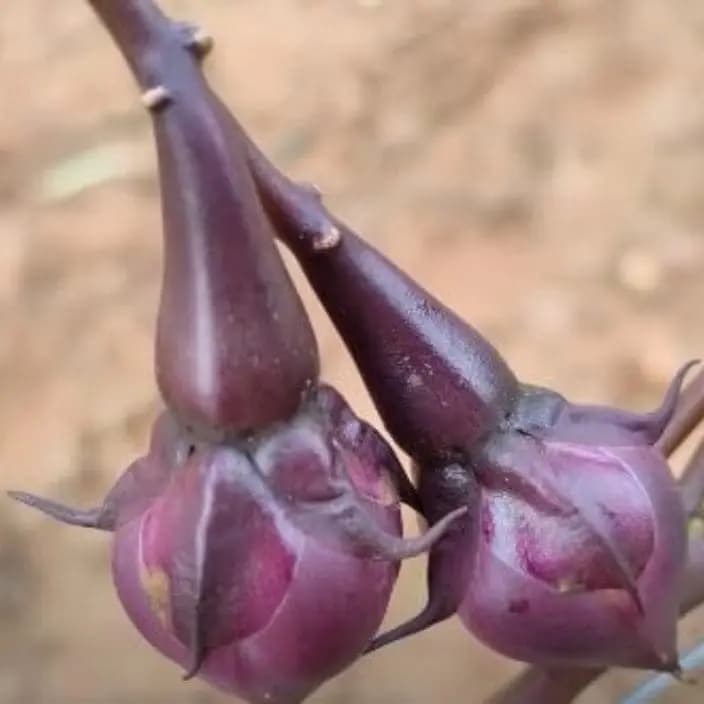 கோல்டன் ஹில்ஸ் ஊதா கிராம்பு பீன்ஸ் விதைகள்