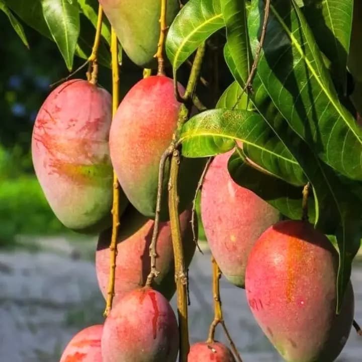 कलम केलेले अंबिका आंब्याचे रोप