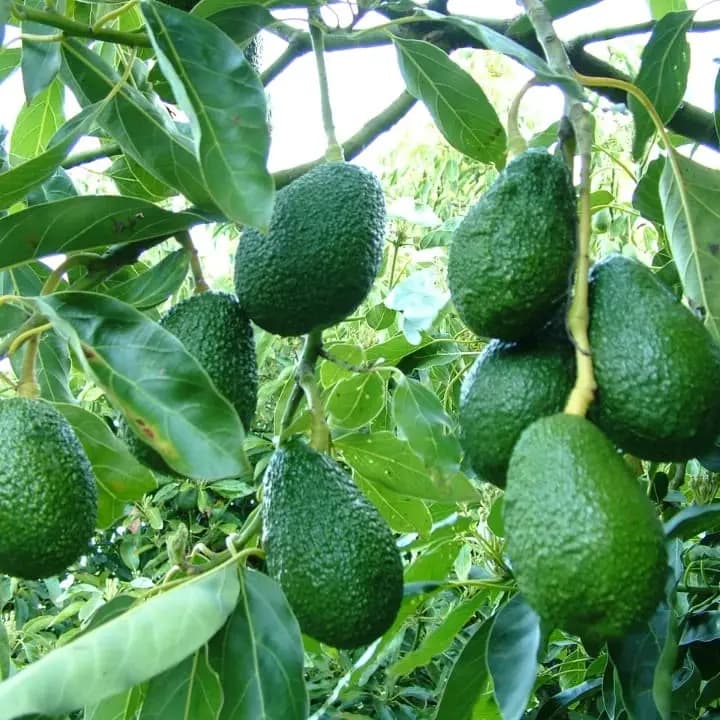 कलम केलेले अ‍ॅव्होकॅडो रोप