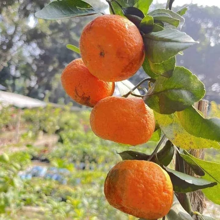 कलम केलेले चटकी संत्र्याचे रोप