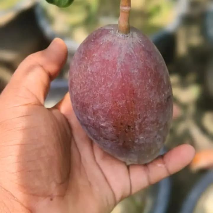 कलम केलेले डॉक माई आंब्याचे रोप