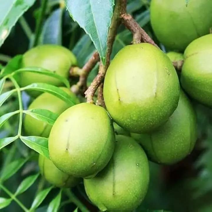 అంటుకట్టిన తీపి ఆమ్ర మొక్క