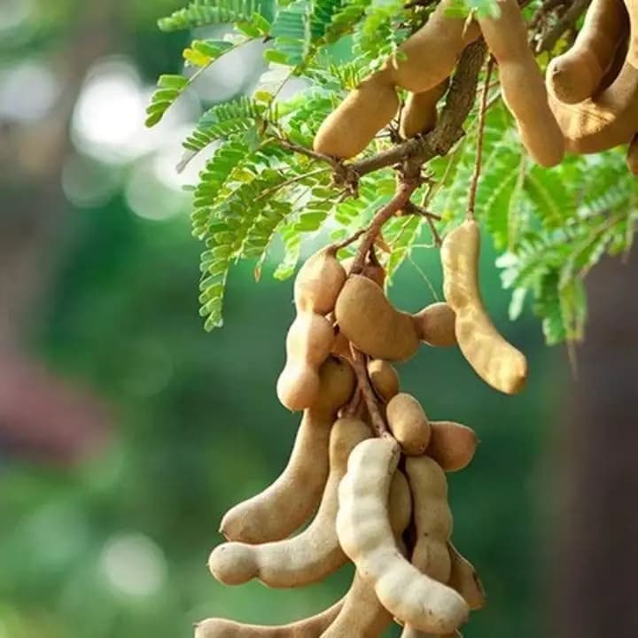 कलम केलेले गोड चिंचेचे रोप