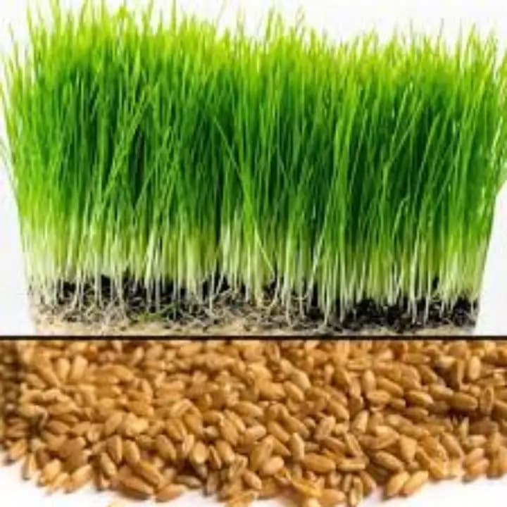 ஐரிஸ் இறக்குமதி செய்யப்பட்ட கோதுமை புல் விதைகள்