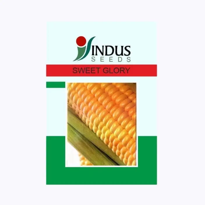 ఇండస్ స్వీట్ గ్లోరీ కార్న్ (మొక్కజొన్న) విత్తనాలు