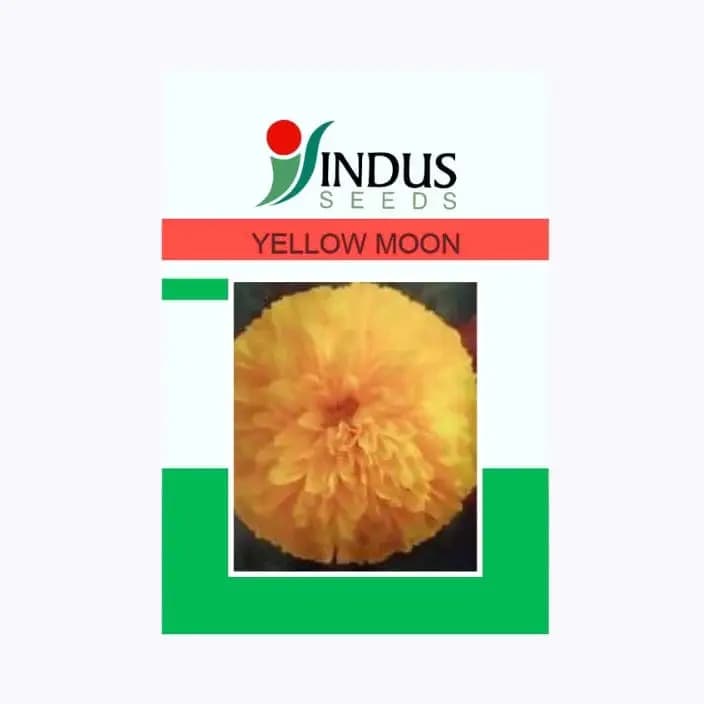சிந்து மஞ்சள் நிலா மலர் விதைகள்