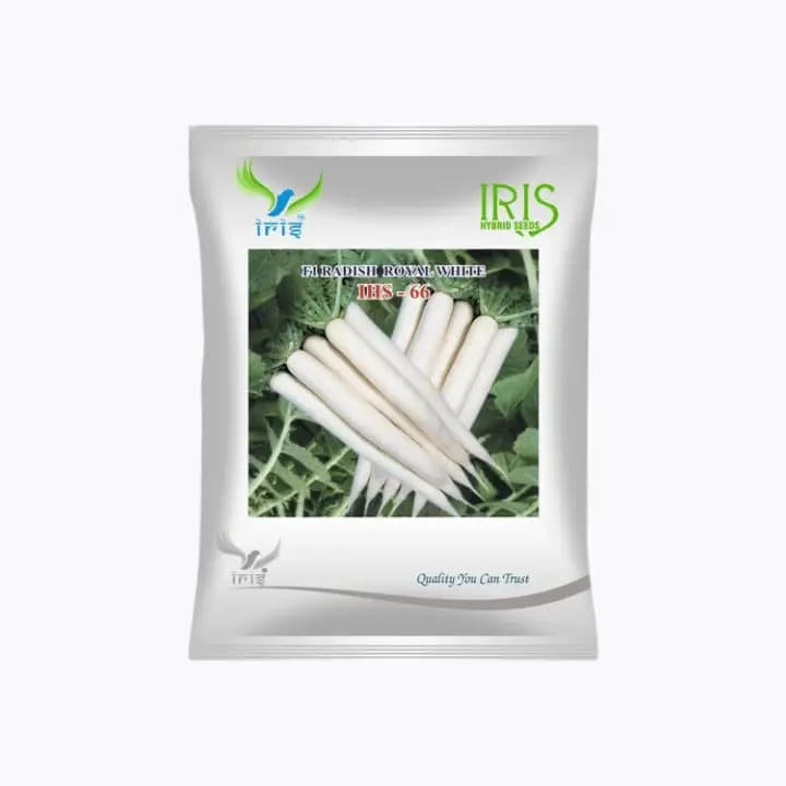 ഐറിസ് ഹൈബ്രിഡ് F1 റാഡിഷ് റോയൽ വൈറ്റ് IHS66