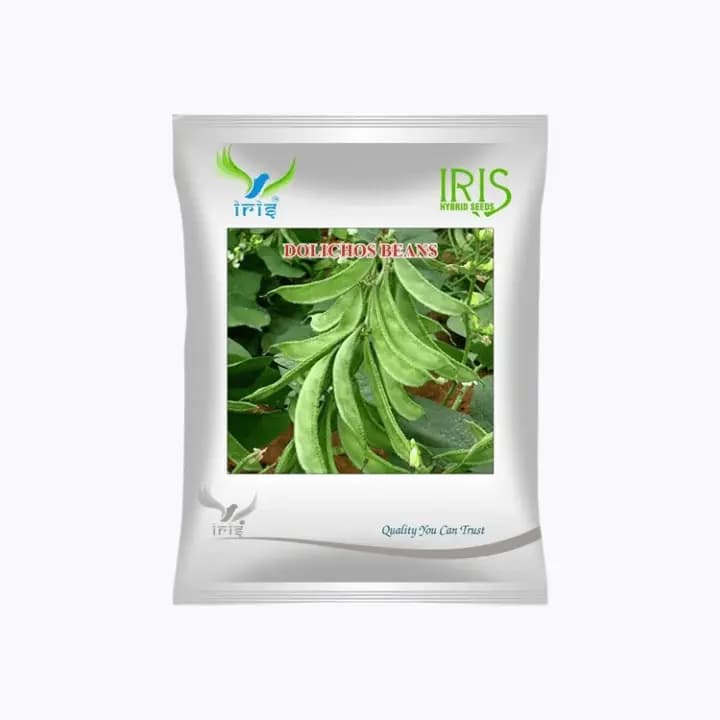 Iris OP Dolichos Beans (Sem Phalli) Seeds
