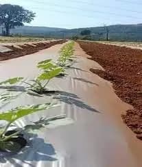 സിദ്ധി മൾച്ചിംഗ് ഫിലിം വിത്ത് ഹോൾ മൾച്ചിംഗ് പേപ്പർ 25 മൈക്രോൺ 3.25 അടി 1200mm 400 മീറ്റർ (സെന്റർ ഹോൾ)