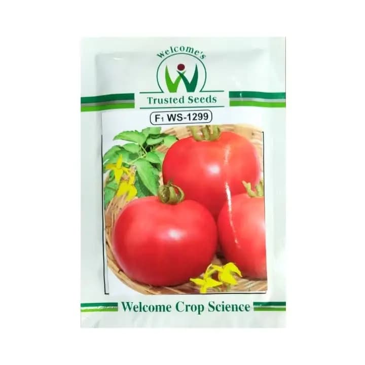 WS-1299 തക്കാളി വിത്തുകൾക്ക് സ്വാഗതം.