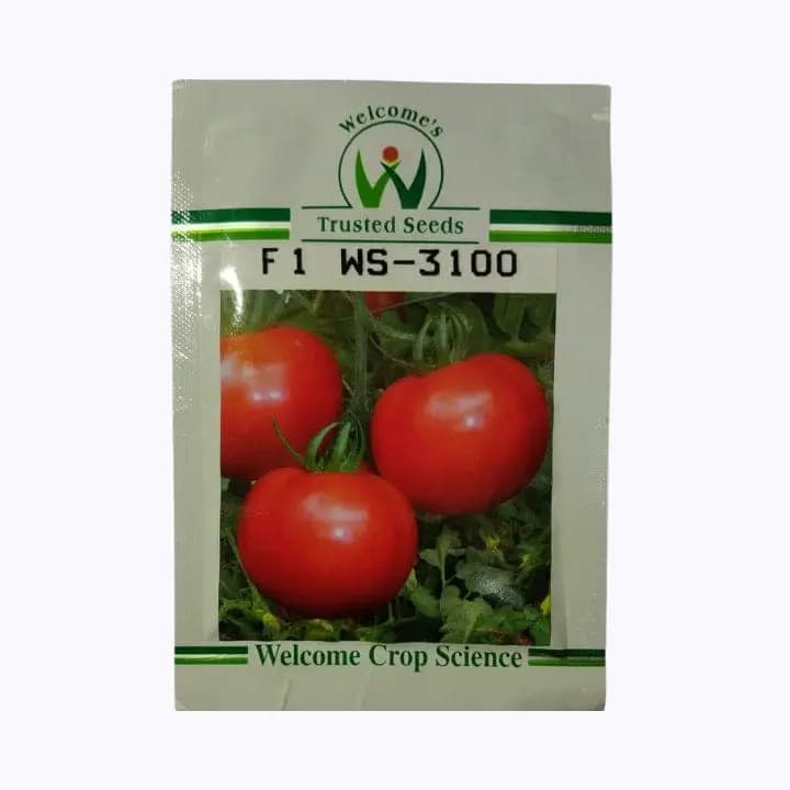 ವೆಲ್‌ಕಮ್ಸ್ WS-3100 ಟೊಮೆಟೊ ಬೀಜಗಳು