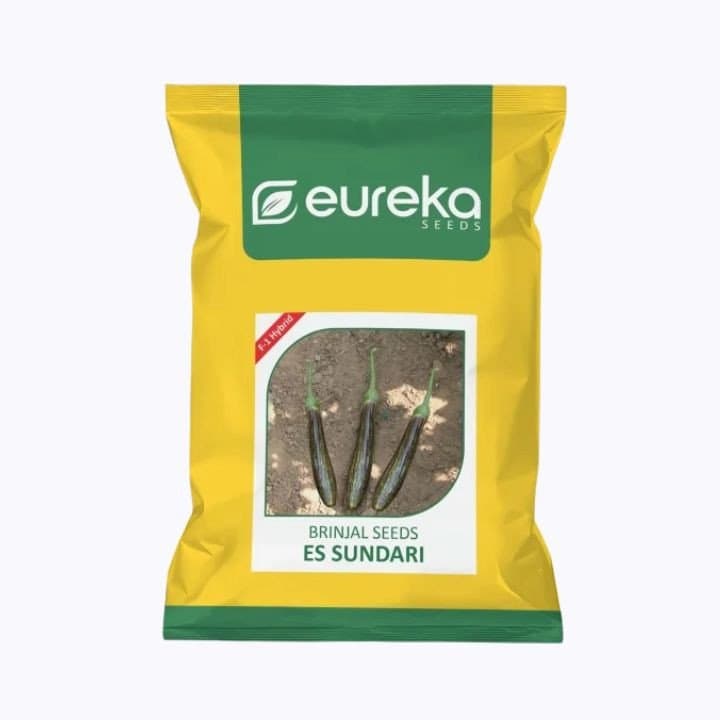 ಯುರೇಕಾ ಬದನೆ ES ಸುಂದರಿ F1 ಹೈಬ್ರಿಡ್ ಬೀಜಗಳು