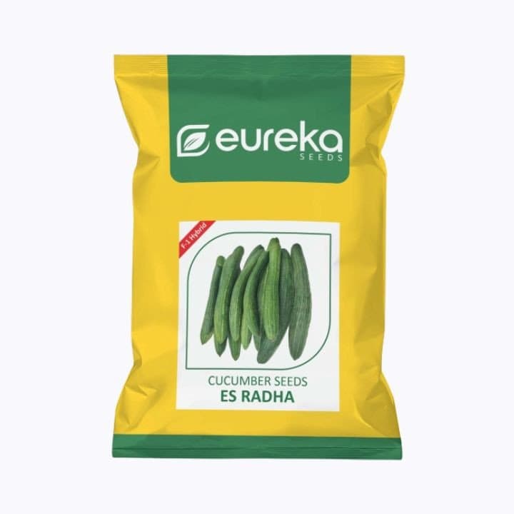 ಯುರೇಕಾ ರಾಧಾ ಸುಧಾರಿತ ಸೌತೆಕಾಯಿ ಇಎಸ್ ಬೀಜಗಳು