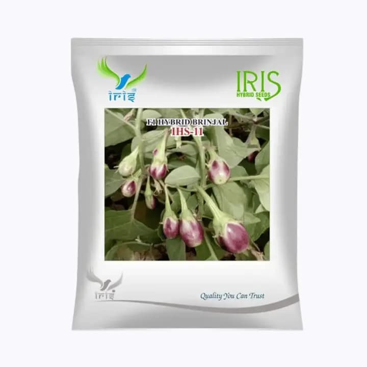 ಐರಿಸ್ ಹೈಬ್ರಿಡ್ F1 ಬದನೆಕಾಯಿ IHS-11 ಬೀಜಗಳು