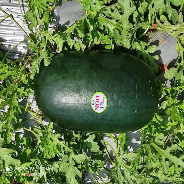 Sagar Don F1 Watermelon Seeds – thumb