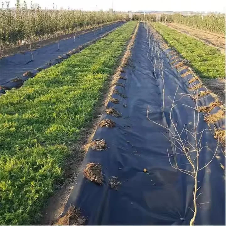 Singhal Premium Garden Weed Control Barrier Sheet Mat Heavy-Duty Landscape Fabric (Black)