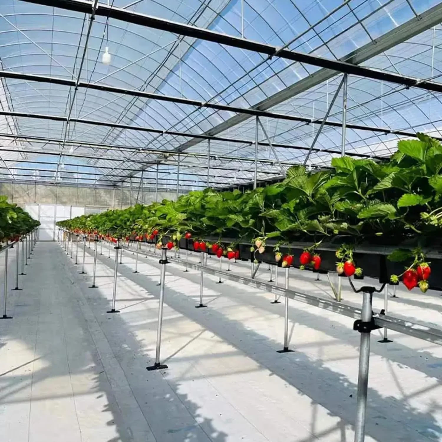 Singhal Weed Control Mat – 90 GSM White Landscape Fabric – thumb