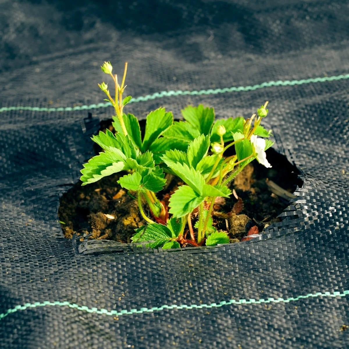 Singhal Weed Control Barrier Sheet – 100 GSM Landscape Fabric (0.60m x 20m) – thumb