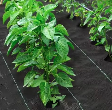 Singhal Weed Control Barrier Sheet – 100 GSM Landscape Fabric (0.60m x 50m) – thumb