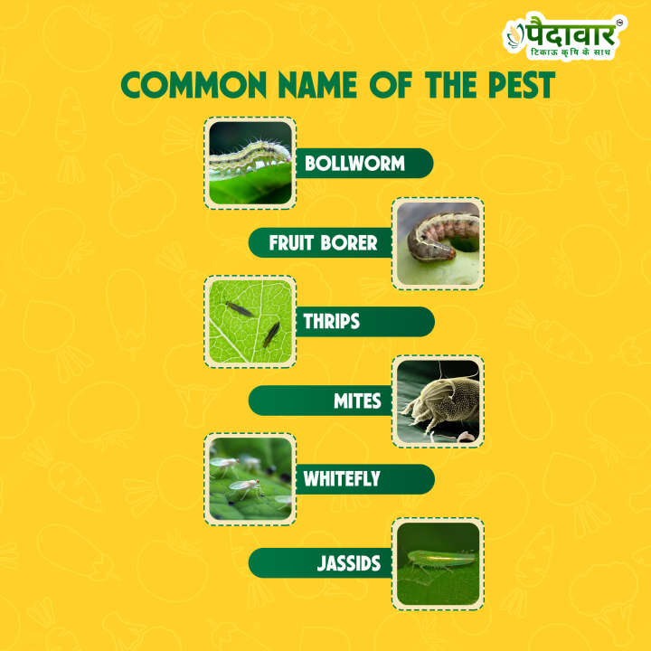 Paidavaar Sate 404 Profenophos 40% + Cypermethrin 4% EC Insecticide – thumb