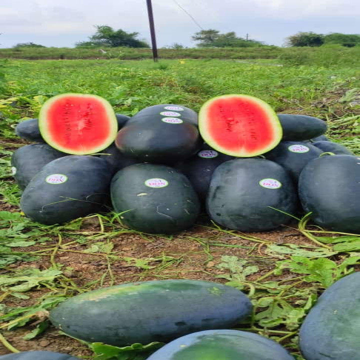 Sagar Don F1 Watermelon Seeds – thumb