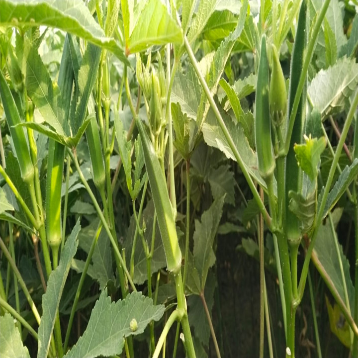 Sagar Ridhima Okra (Bhindi) Seeds – thumb