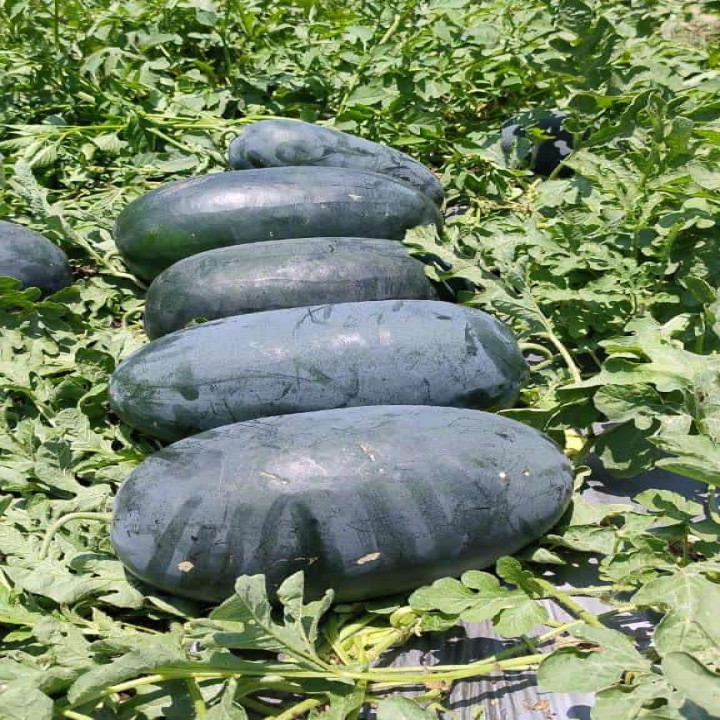Sagar Royal King Watermelon Seeds – thumb