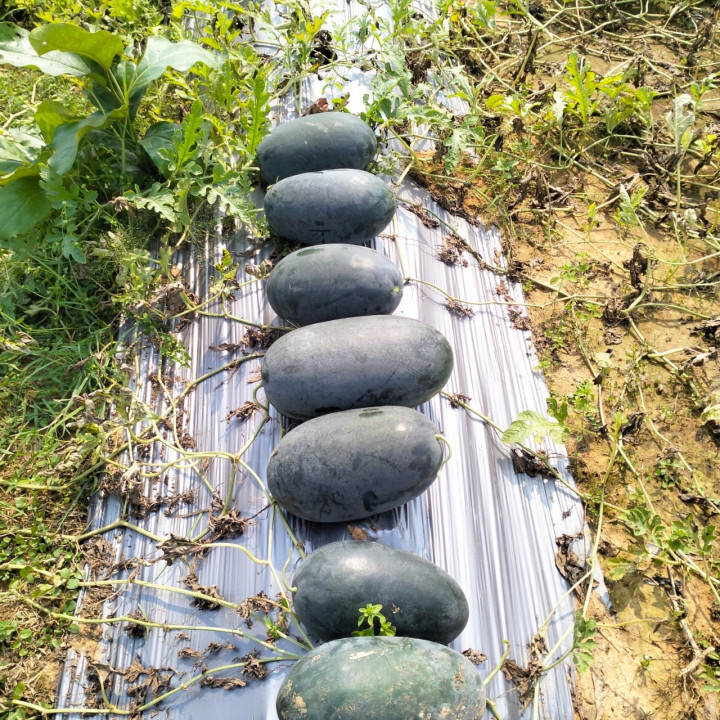 Sagar Rocky F1 Watermelon(50g) – thumb