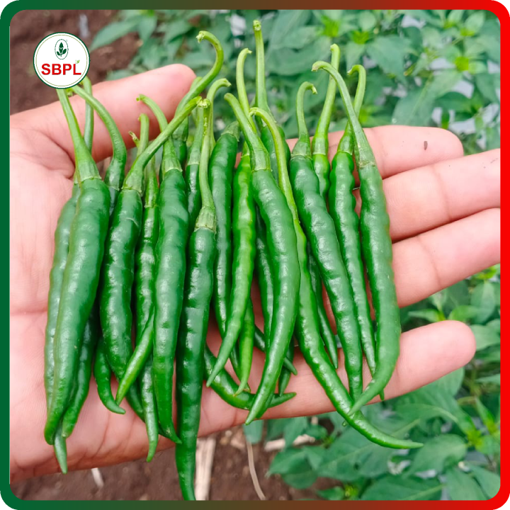 Sagar Katar F1 Chilli Seeds – thumb