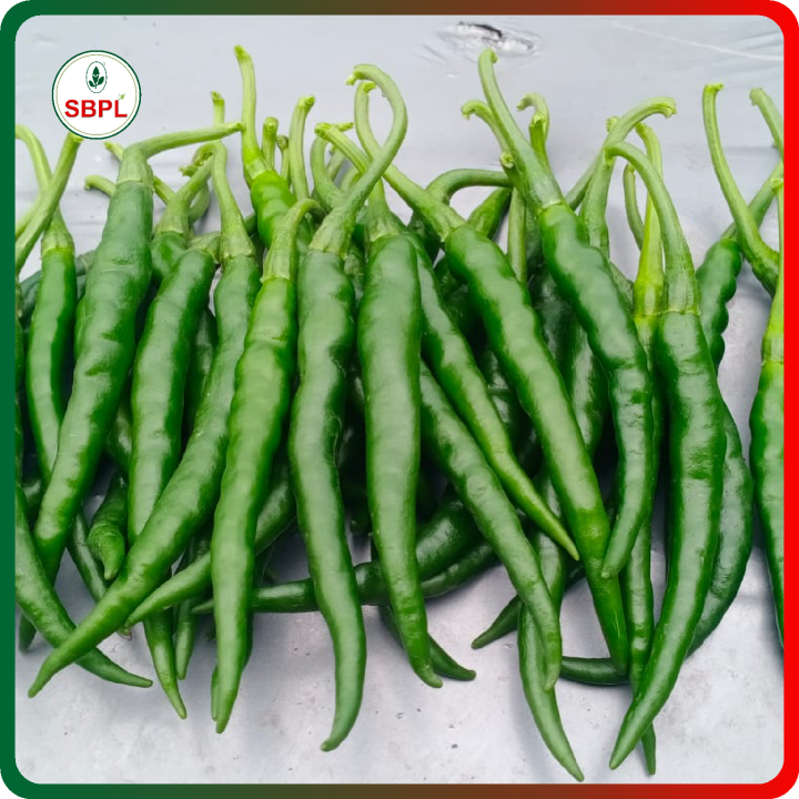Sagar Katar F1 Chilli Seeds – thumb