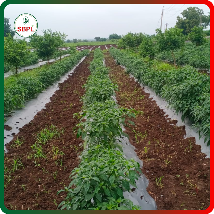 Sagar Katar F1 Chilli Seeds – thumb