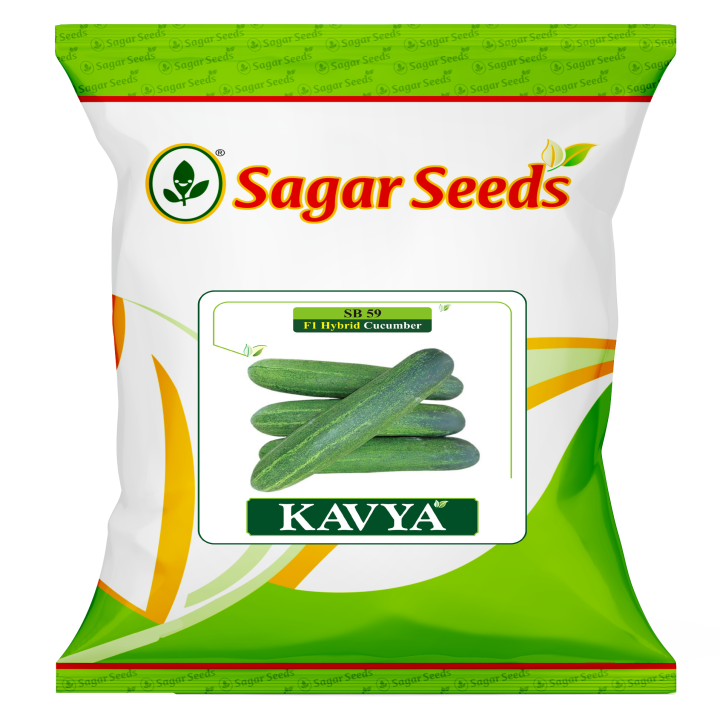 Sagar Kavya F1 Cucumber