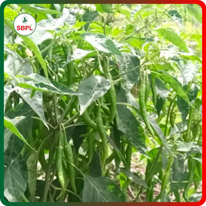 Sagar Revati Chilli (Mirchi) Seeds – thumb