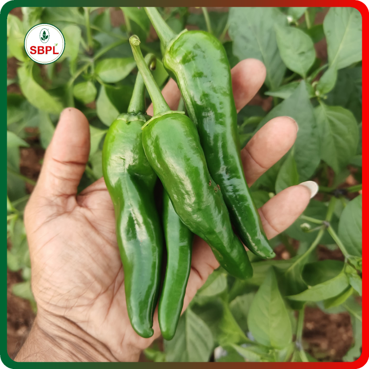 Sagar 6405 F1 Hybrid Chilli Seeds – thumb