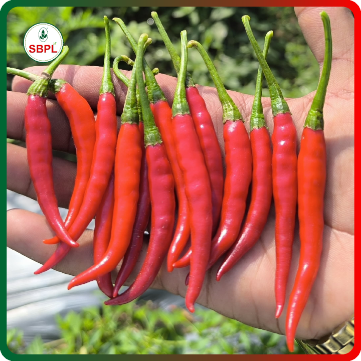 Sagar Utkarshini F1 Hybrid Chilli Seeds – thumb
