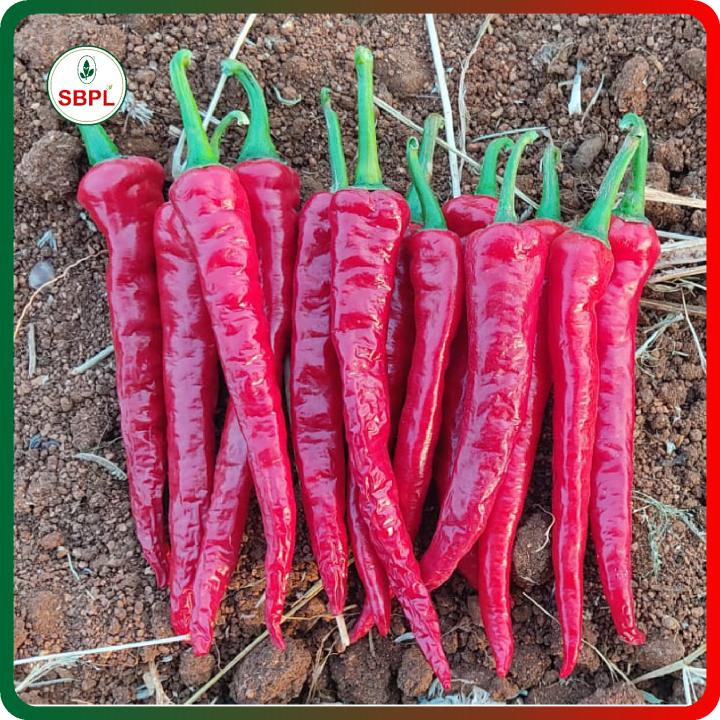 Sagar Vishakha F1 Chilli Seeds – thumb