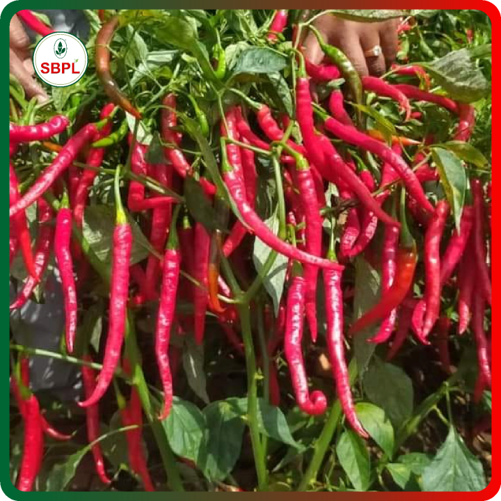 Sagar Vishakha F1 Chilli Seeds – thumb