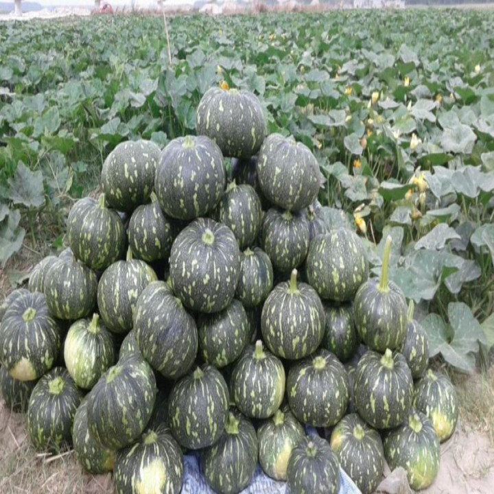 Sagar Laksh F1 Hybrid Pumpkin Seed – thumb