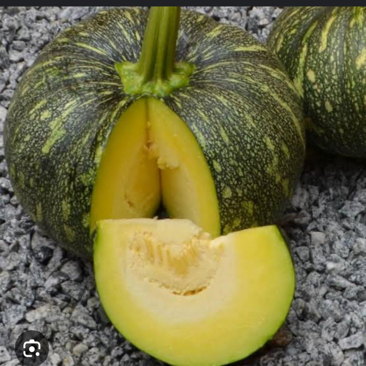 Sagar Laksh F1 Hybrid Pumpkin Seed – thumb