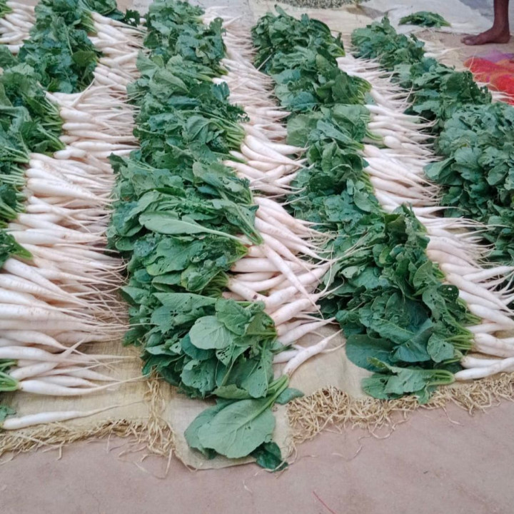 Sagar Wonder F1 Radish Seeds – thumb