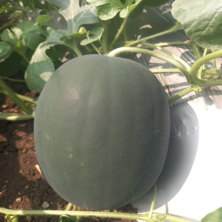Sagar Magnum F1 Hybrid Watermelon Seeds – thumb