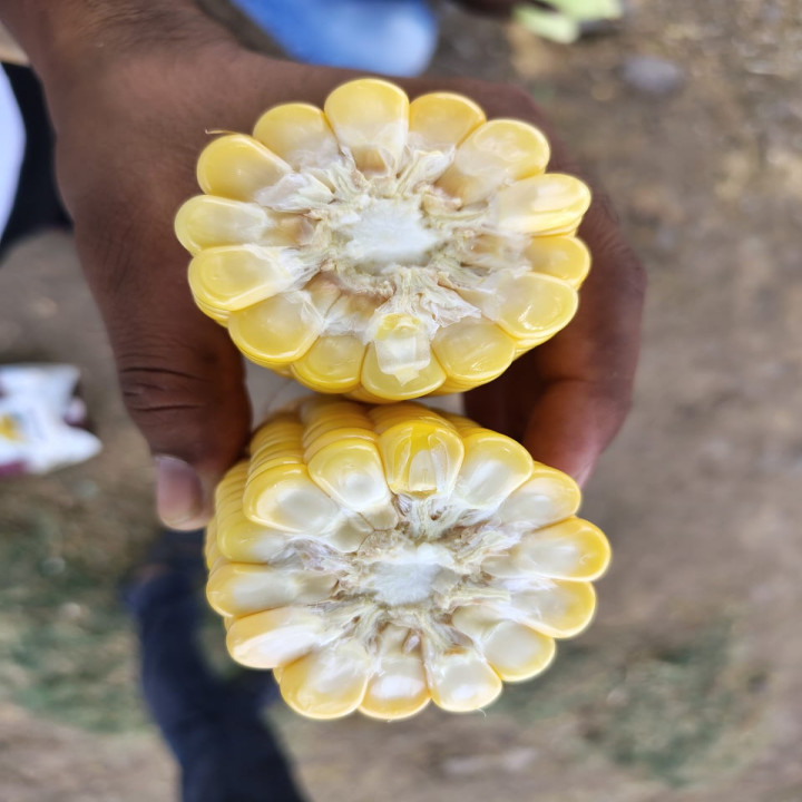 Sagar Sweety F1 Hybrid Sweet Corn Seeds – thumb