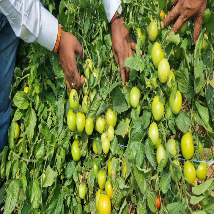 Sagar Pushpa F1 Hybrid Tomato Seeds – thumb