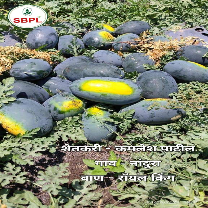 Sagar Royal King Watermelon Seeds – thumb