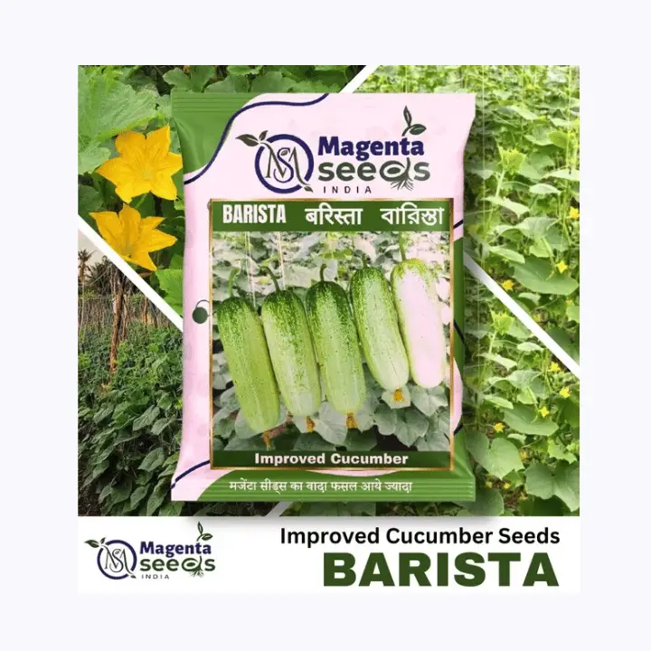 Barista Desi Cucumber Seeds (Bengal Special)