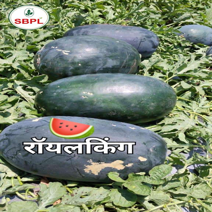 Sagar Royal King Watermelon Seeds – thumb