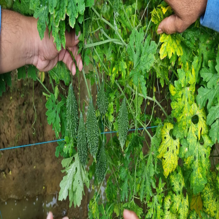 Sagar 305 Bittergourd Seeds – thumb